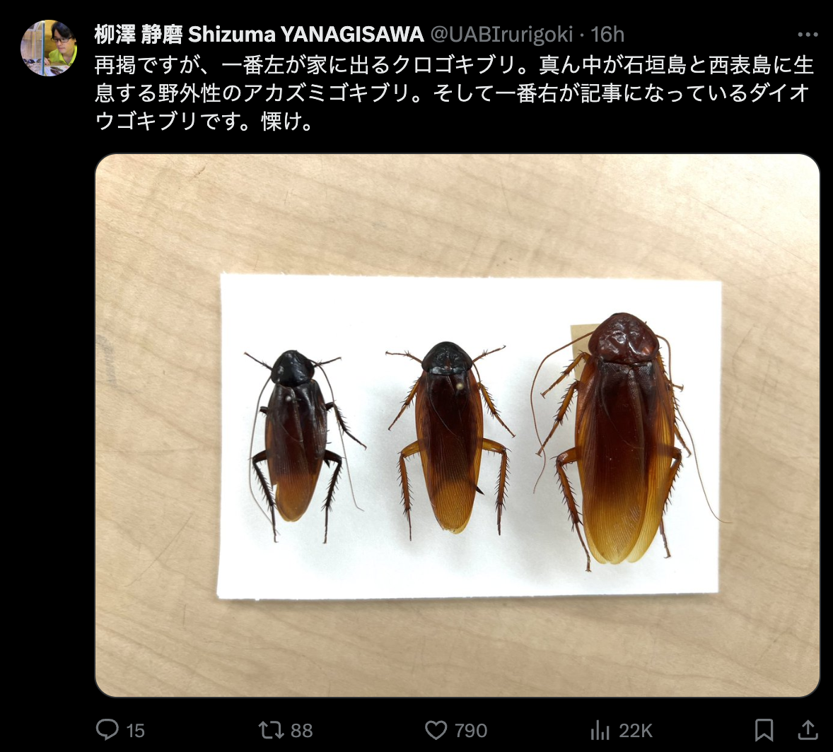 前台灣大蠊胸背板相對比較小而且沒斑，美洲蟑螂與澳洲蟑螂這兩款頭部有兩個大黑點。