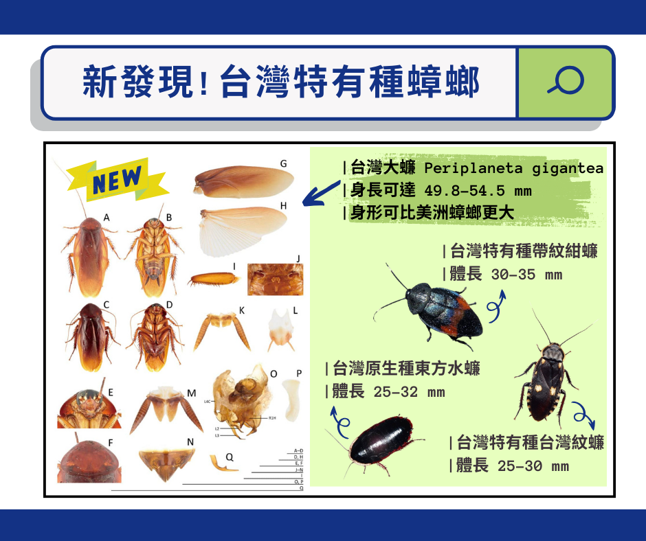 日本昆蟲學者發現台灣新品種大蟑螂Periplaneta gigantea台灣大蠊