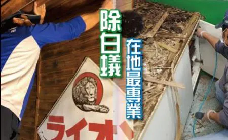 最專業在地除白蟻團隊