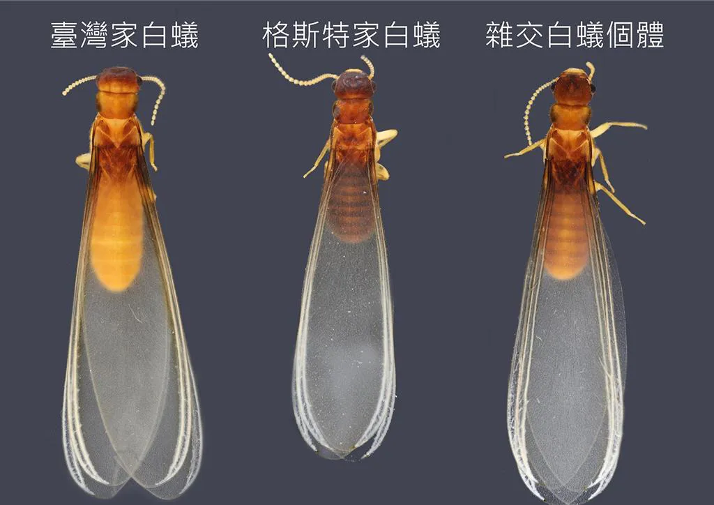 臺灣的自然環境中，發現雜交超級白蟻 ?!