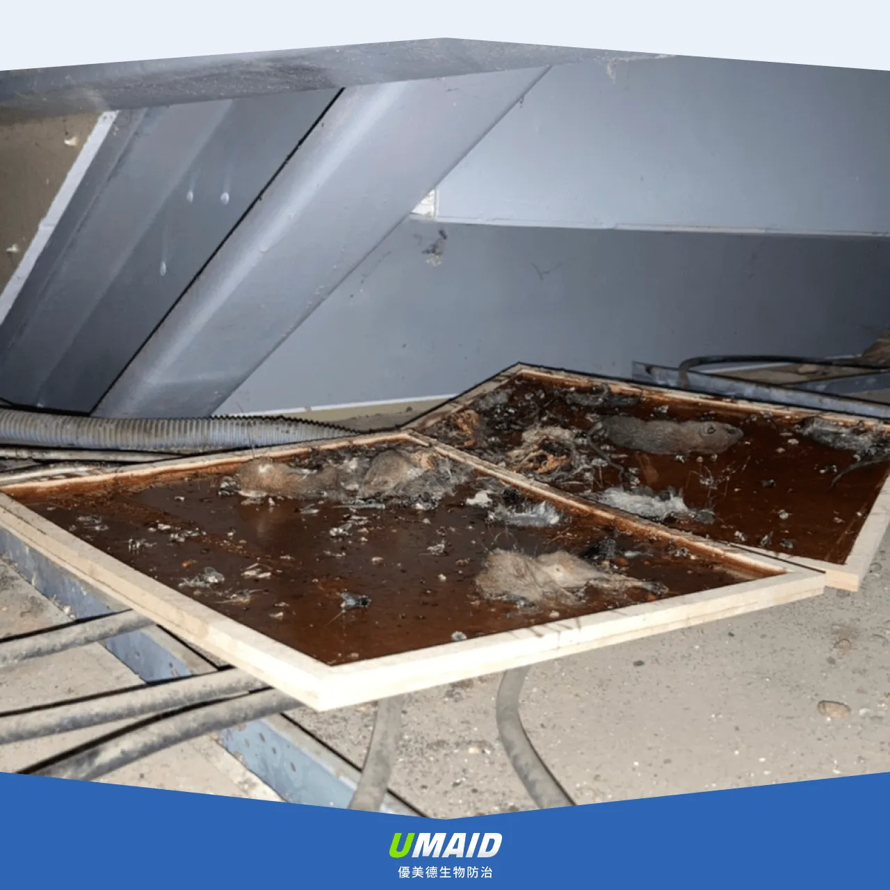 老鼠咬電線－新聞事件2