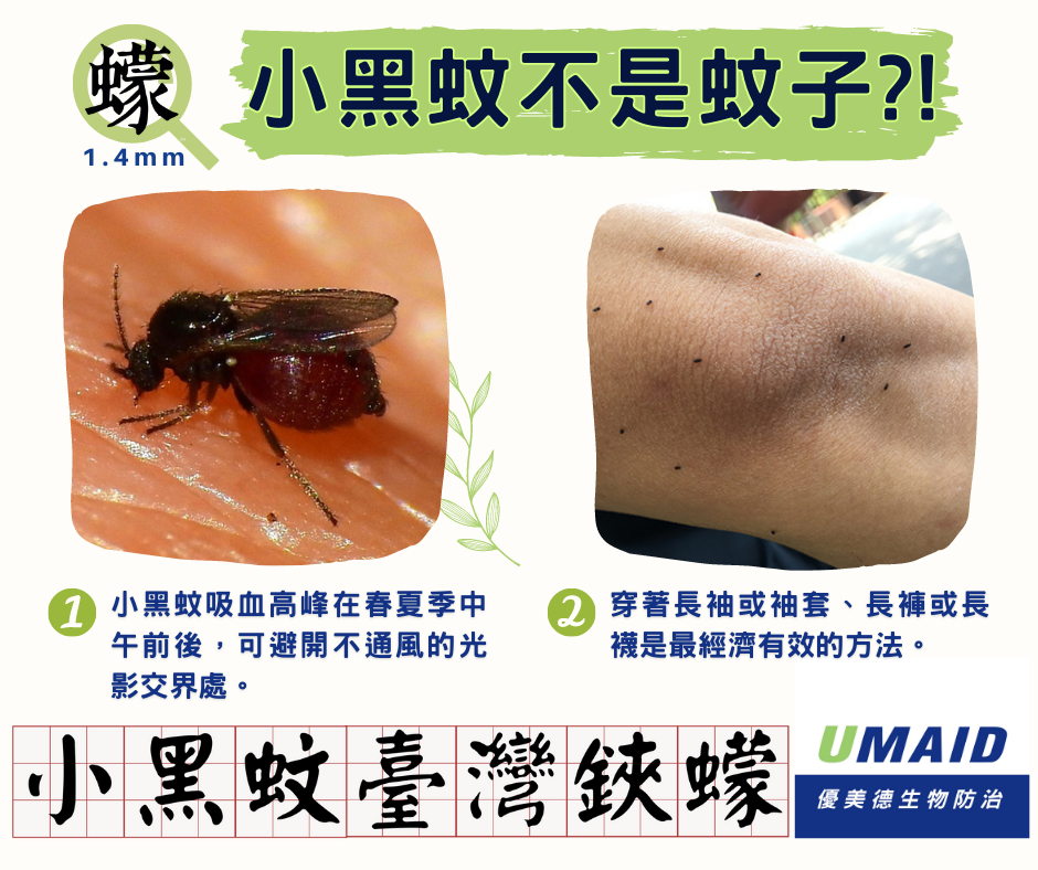 小黑蚊不是蚊子，牠的正確名稱是台灣鋏蠓