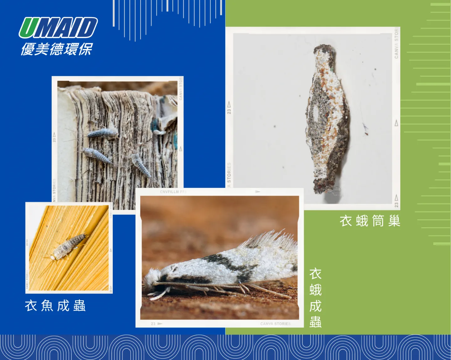 衣魚及衣蛾成蟲外觀