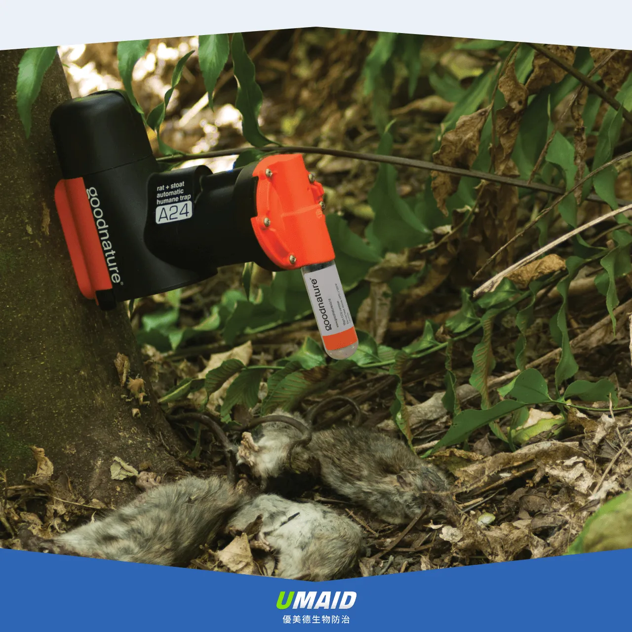 選擇的滅鼠方法