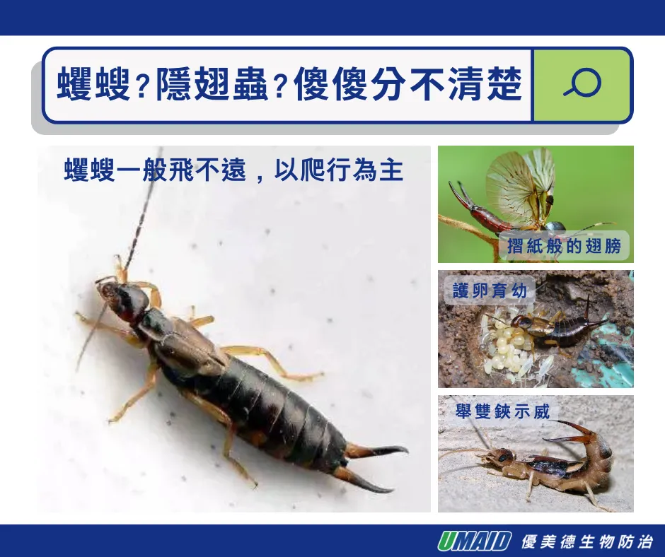 衣魚的天敵剪刀蟲蠼螋，長得很像隱翅蟲