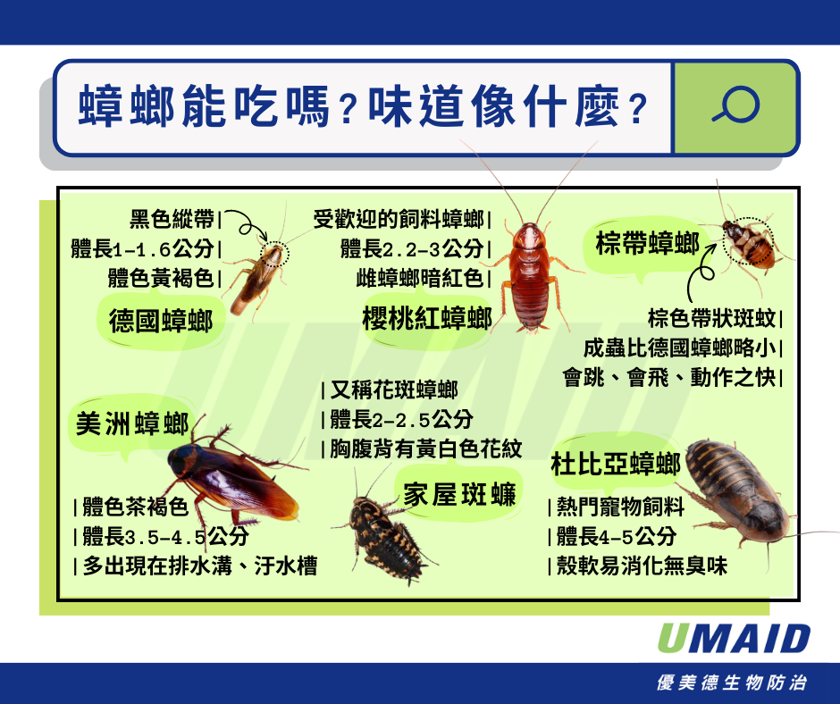 台灣常見的蟑螂品種有:德國蟑螂、美洲蟑螂、家屋斑蠊、棕帶蟑螂、杜比亞蟑螂、櫻桃紅蟑螂
