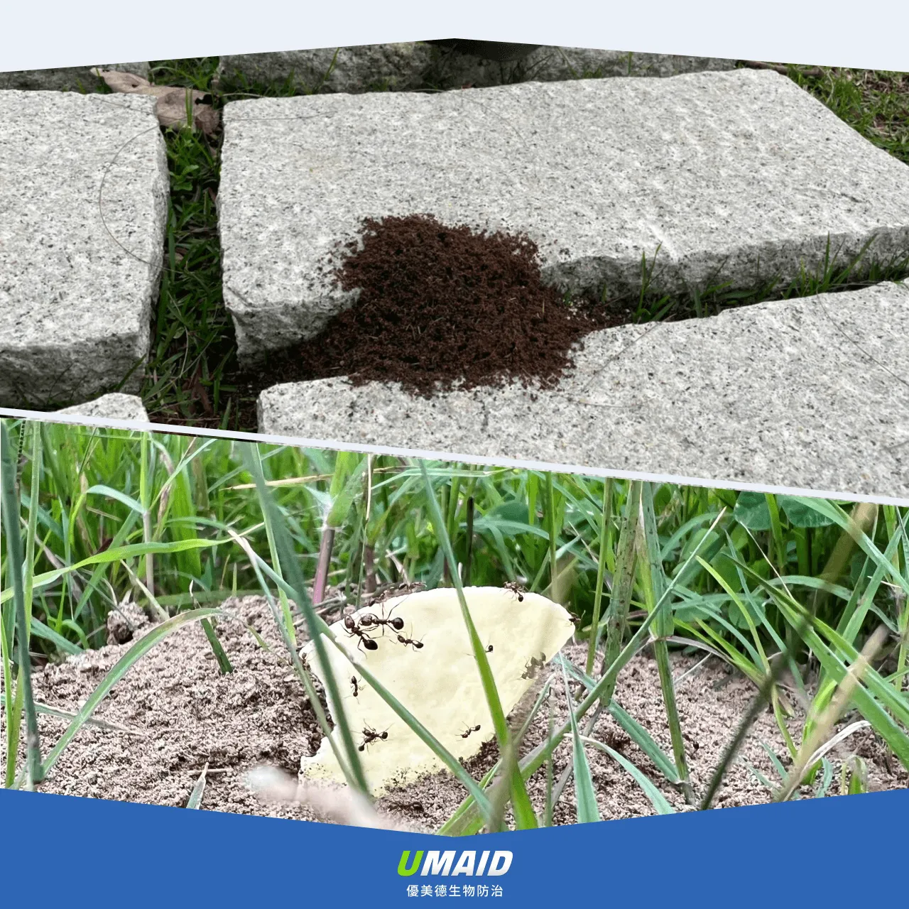 紅火蟻特徵、社會結構