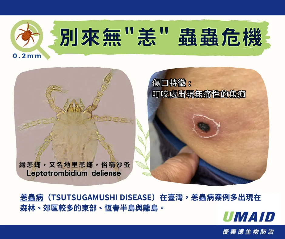 恙蟲(恙螨)叮咬後的傷口會呈現焦痂狀