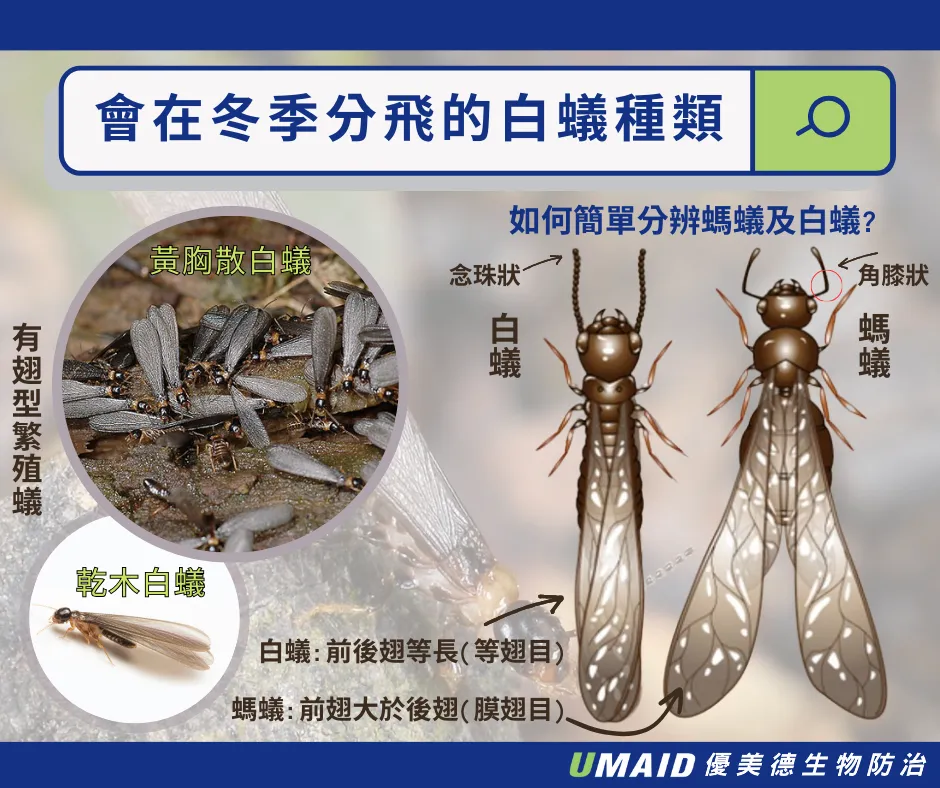 會在冬季分飛的白蟻