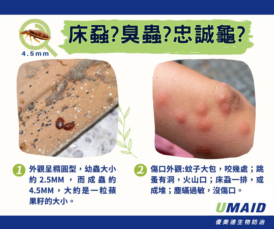臭蟲（bedbug）又稱床蝨或忠誠龜，外觀呈橢圓形，人被叮咬後傷口會紅腫癢痛