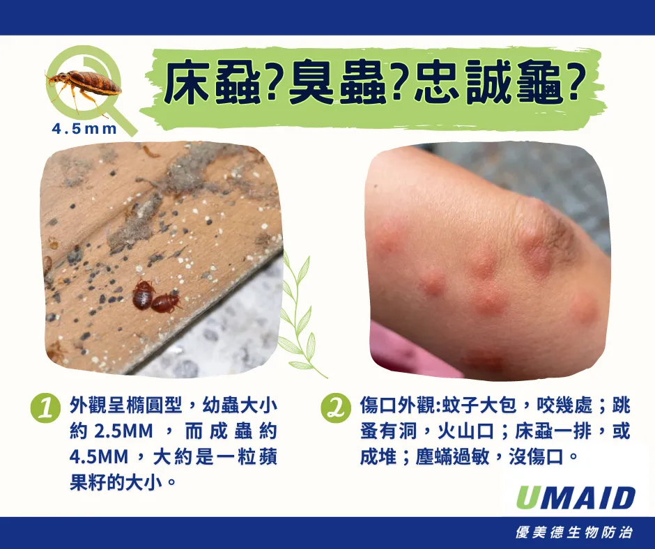 臭蟲（bedbug）又稱床蝨或忠誠龜，外觀呈橢圓形，人被叮咬後傷口會紅腫癢痛