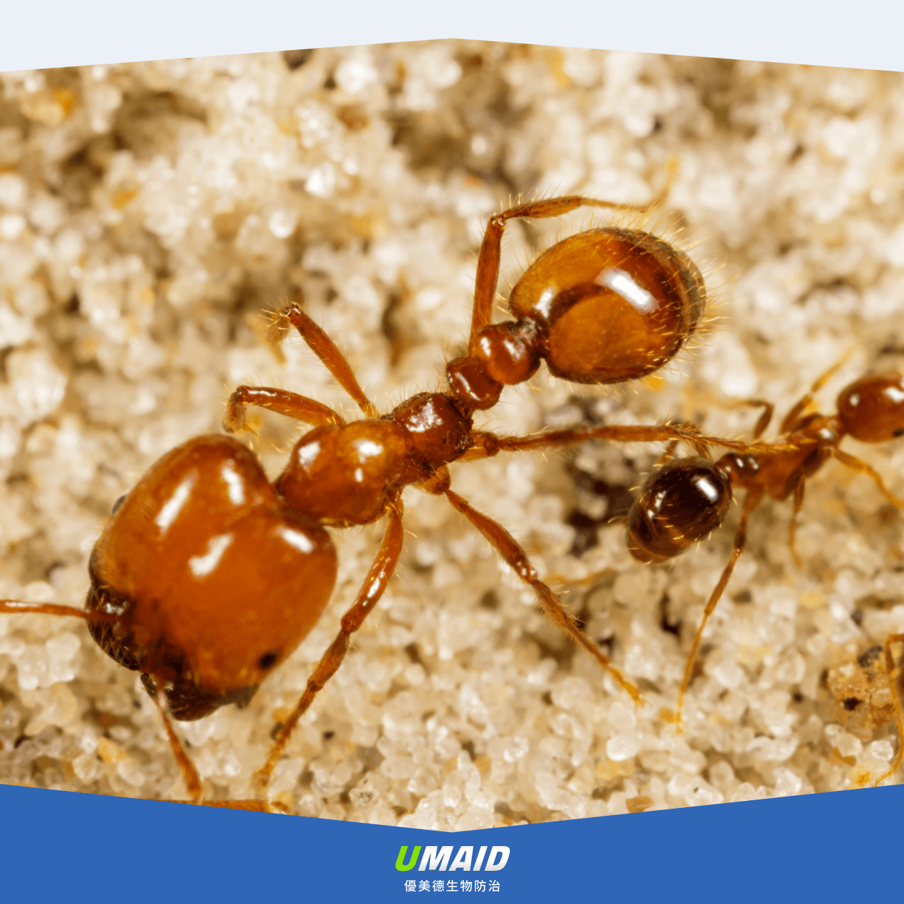 熱帶火蟻