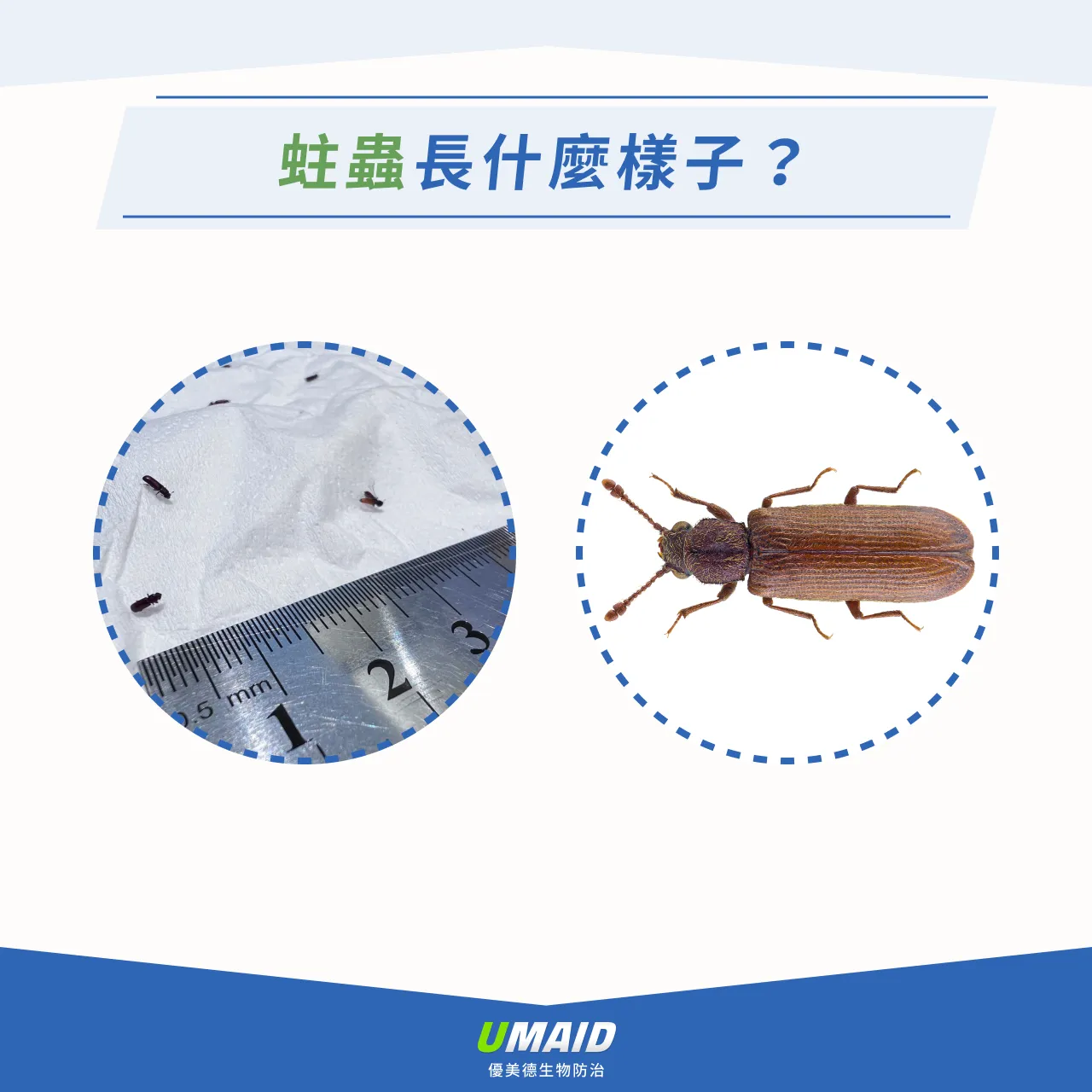 蛀蟲長什麼樣子