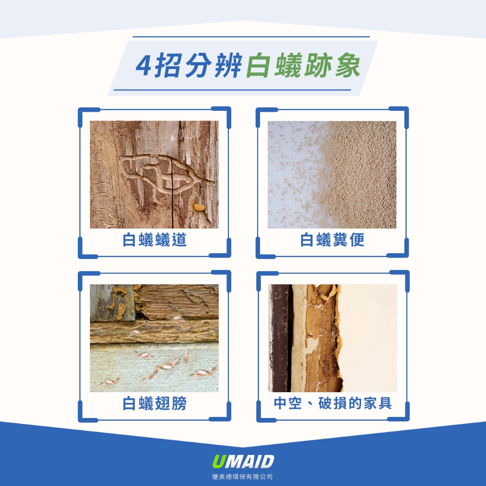 4招分辨白蟻跡象