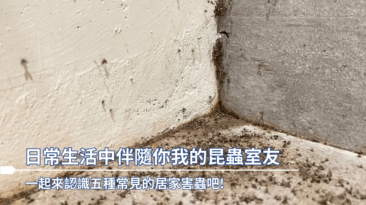 日常生活中伴隨你我的昆蟲室友~居家常見害蟲
