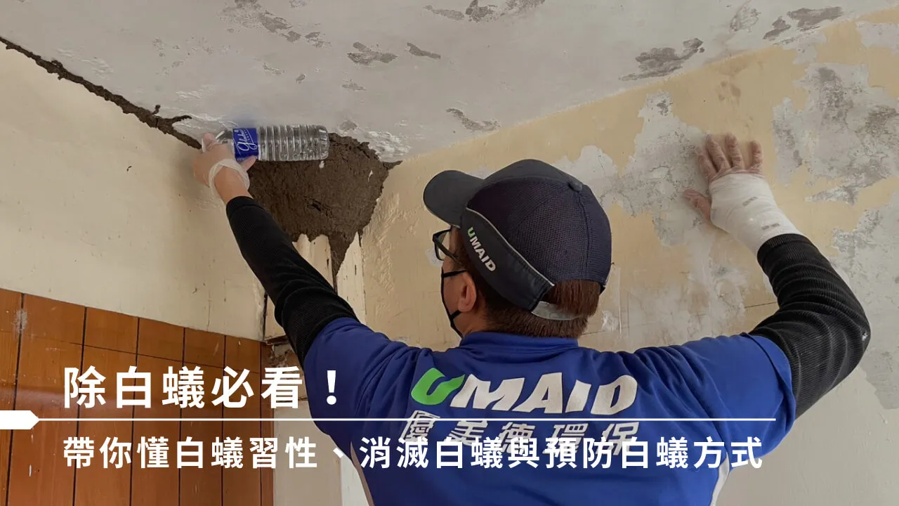 如何消滅白蟻？專家級除白蟻4大方法、藥劑選擇與預防指南