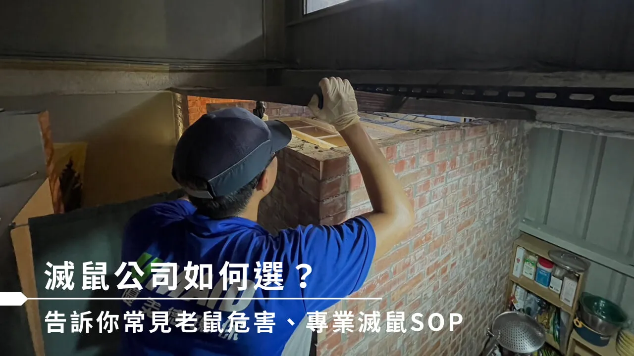 滅鼠公司怎麼選？滅鼠公司效果好嗎？專家防治流程、收費方式公開