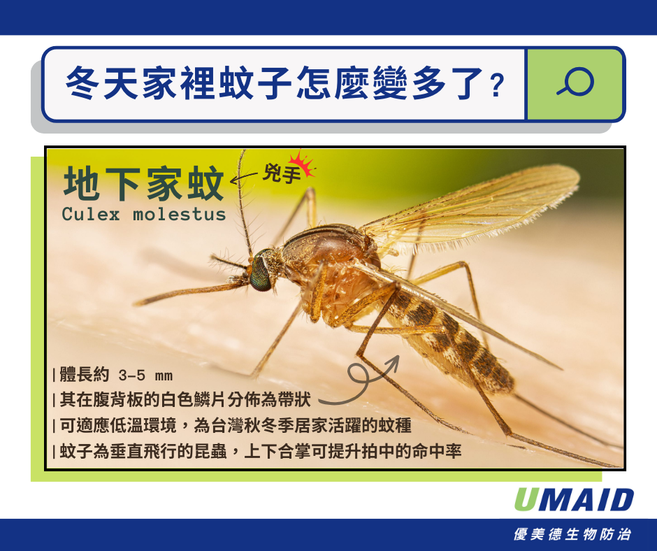 冬天住家室內最常出現的蚊子為地下家蚊