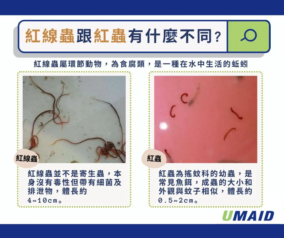 水龍頭打開出現紅色蠕動紅蟲!?