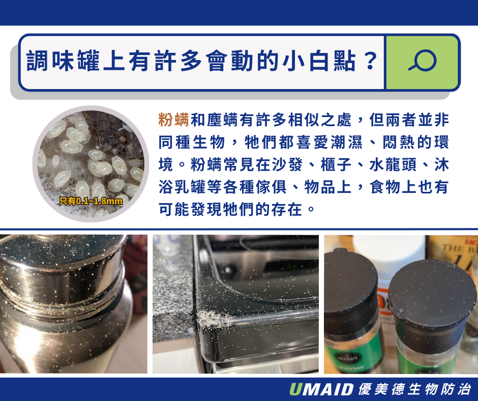密集恐懼症發作!像灰塵的白色小蟲?
