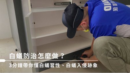 白蟻防治怎麼做？3分鐘教你懂白蟻習性、白蟻防治妙招