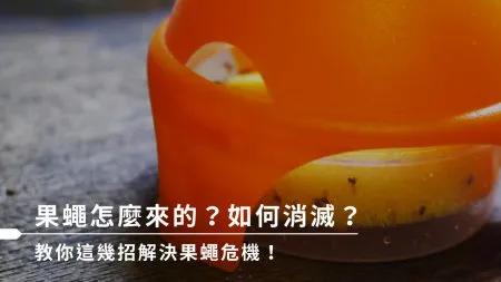 果蠅怎麼來的？如何消滅？教你這幾招解決果蠅危機！