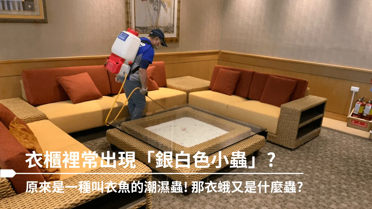 衣櫃裡常常出現的「銀白色小蟲」衣魚!那衣蛾又是什麼蟲?