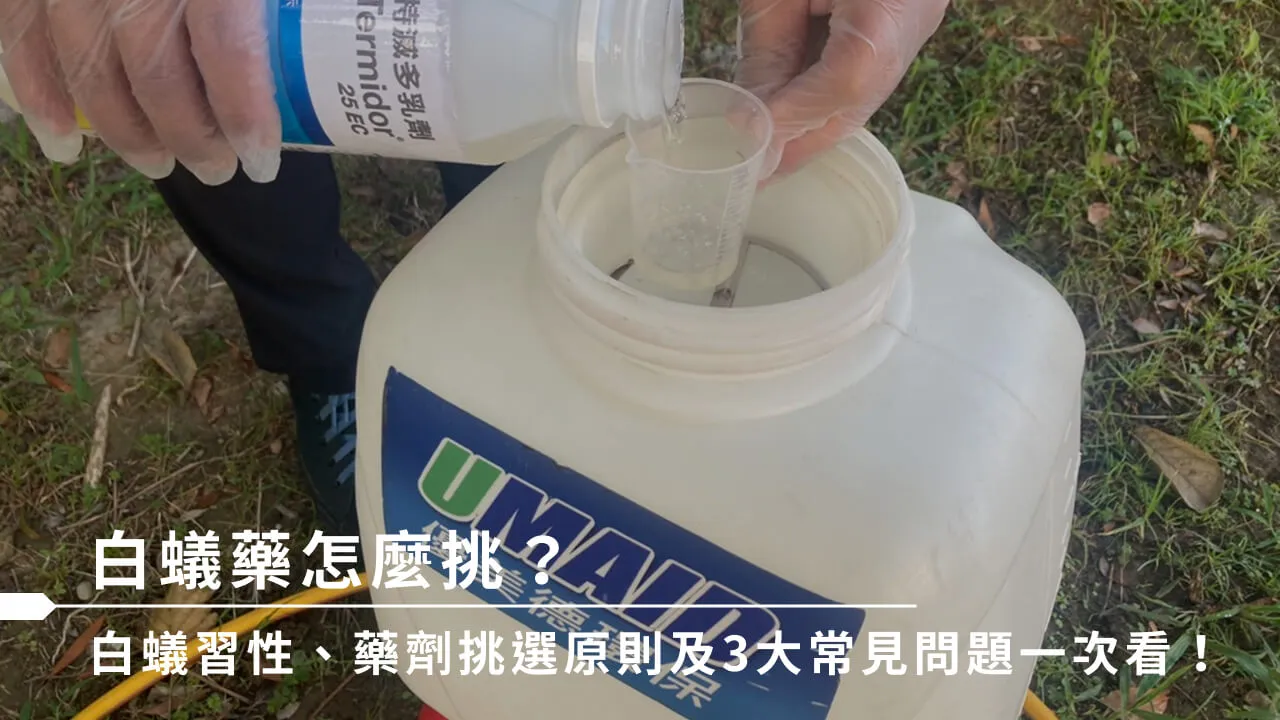 白蟻藥怎麼挑？白蟻習性、藥劑挑選原則及3大常見問題一次看！