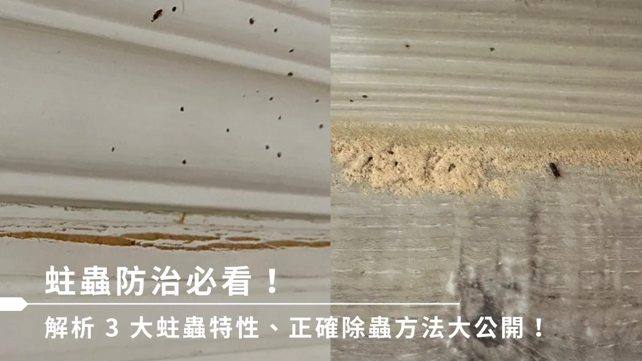 蛀蟲防治必看！解析3大蛀蟲特性、正確除蟲方法大公開！